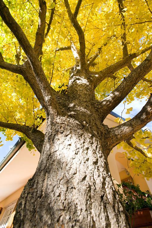L'Albero Della Vita Bed & Breakfast Ceriale Dış mekan fotoğraf